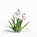 Elegant Orchid Plant With White Flowers Red Spots And Long Green Leaves