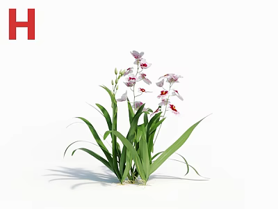 Elegant Orchid Plant With White Flowers Red Spots And Long Green Leaves 3d model