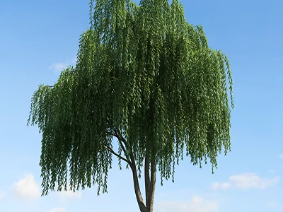 Willow Tree With Long Drooping Branches And Green Leaves Against Blue Sky 3d model