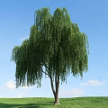 Willow Tree With Long Drooping Branches And Green Leaves Against Blue Sky 3d model