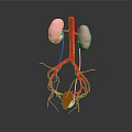 Anatomical 3D Model of Human Kidneys With Blood Vessels and Adrenal Gland