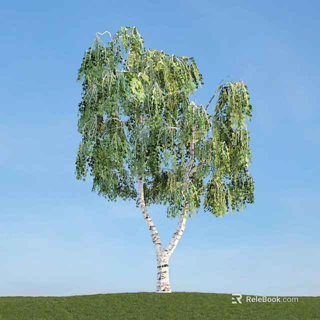 Birch Tree With Green Hanging Leaves And White Trunk Against Blue Sky 3d model 