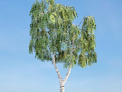 Birch Tree With Green Hanging Leaves And White Trunk Against Blue Sky 3d model