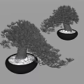Two Bonsai Plants In Black Pots With White Substrate And Elegant Foliage For Indoor Decor