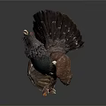 Grouse Perched on Branch with Spread Tail Dark Brown Black Feathers and Green Neck Plumage