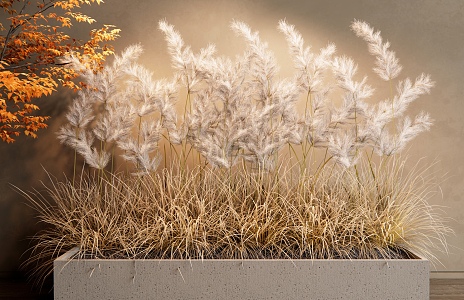 reed plant dogtail grass flowers potted flower box plant pile flower bed 3d model