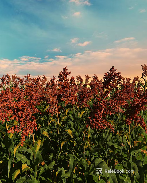 Red Sorghum Ears With Green Leaves Growing In Field Under Blue Sky And Clouds 3d model 