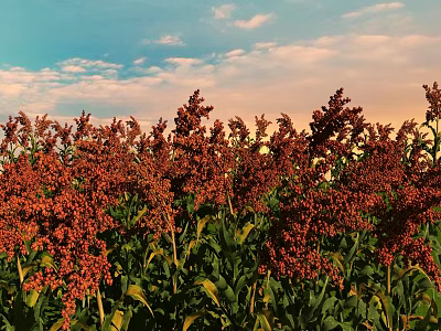 Red Sorghum Ears With Green Leaves Growing In Field Under Blue Sky And Clouds 3d model