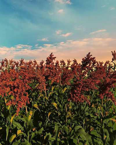 Sorghum Red Sorghum Sorghum Crops 3d model