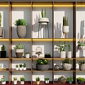Bonsai Potted Plants Display On Multi Tiered Shelves With Various Pots And Decorative Items