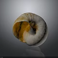 Cochlea Organ Structure With Hair Like Textures On Natural Shell Surface 3d model