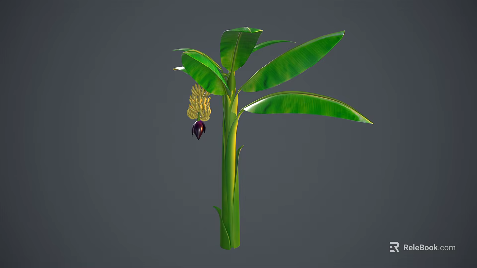 Fresh Banana Plant With Green Leaves Ripe Fruit And Healthy Trunk 3d model 