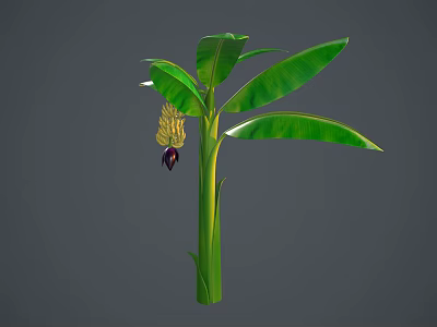 Fresh Banana Plant With Green Leaves Ripe Fruit And Healthy Trunk 3d model