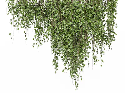 Lush Indoor Living Plant Wall With Hanging Vines And Green Leaves 3d model