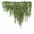 Lush Indoor Living Plant Wall With Hanging Vines And Green Leaves