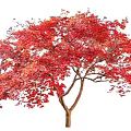 Vibrant Red Leaf Arbor with Lush Foliage and Sturdy Trunk in Autumn Season