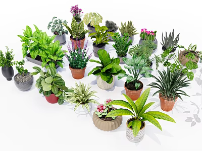 Diverse Potted Plants Including Green Leafy and Succulent Varieties in Ceramic Plastic Pots 3d model