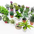 Diverse Potted Plants Including Green Leafy and Succulent Varieties in Ceramic Plastic Pots