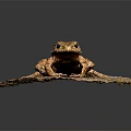 Brown Toad With Rough Skin And Black Eyes On Spotted Stone Against Dark Background