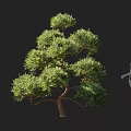 Evergreen Pine Tree with Lush Layered Foliage and Human Silhouette for Scale Reference 3d model