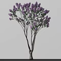 Beautiful Blooming Arbor With Purple Flowers Green Leaves And Slender Trunks