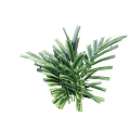 Green Plant with Long Striped Leaves and Visible Veins Bearing Small Blue Flowers on Top