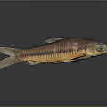 Striped Brown Yellow Fish With Large Eye And Reflection On Dark Surface