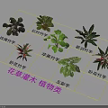 Different Varieties of Flower Plants and Shrubs in Plant Classification
