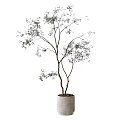 Slender Trunk Bonsai Tree with Green Leaves and Branches in White Cylindrical Pot