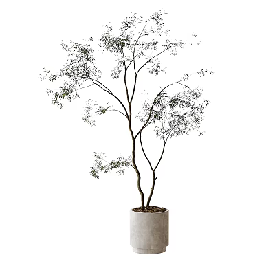 Slender Trunk Bonsai Tree with Green Leaves and Branches in White Cylindrical Pot 3d model