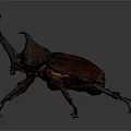 Detailed Brown Rhinoceros Beetle With Large Horn On Dark Gray Background