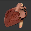 Detailed Human Thoracic Organ Heart Anatomical 3D Model Showing Internal Structure