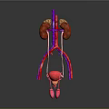 3D Anatomical Model of Abdominal Organs With Kidneys Blood Vessels and Bladder