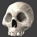 Detailed Human Skull Stone Sculpture With Realistic Texture And Facial Features