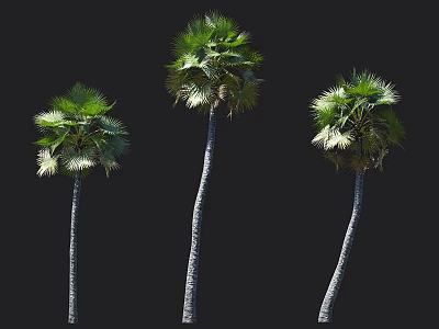 Three Tall Palm Trees With Slender Trunks And Lush Green Fronds 3d model