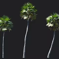 Three Tall Palm Trees With Slender Trunks And Lush Green Fronds
