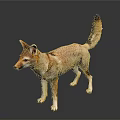Brown And Yellow Jackal With Pointed Ears Long Tail Standing On Black Background