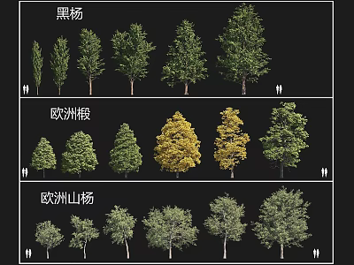 Various Black Poplar European Linden European Aspen Arbor Species Collection 3d model