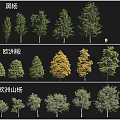 Various Black Poplar European Linden European Aspen Arbor Species Collection