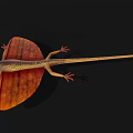 Reptile Flying Lizard With Orange Wing Membranes And Yellow Textured Body On Black Background
