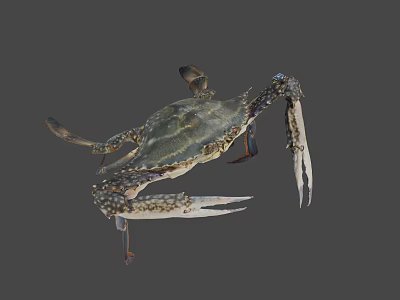 Fresh Raw Blue Swimming Crab With Long Claws And Spotted Legs 3d model