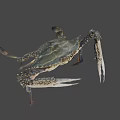 Fresh Raw Blue Swimming Crab With Long Claws And Spotted Legs