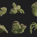 Different Shaped Decorative Shrubs Perfect For Garden Landscaping And Design Ideas