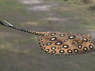 Unique Spotted Stingray Aquatic Animal With Yellow Brown Body And Long Tail 3d model