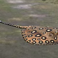 Unique Spotted Stingray Aquatic Animal With Yellow Brown Body And Long Tail