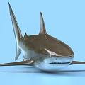 Realistic 3D Shark With Shiny Silver Brown Body And Sharp Dorsal Fins