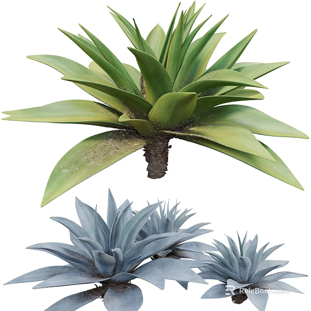 Stunning Green and Blue Agave Plants with Thick Succulent Leaves and Lush Foliage 3d model 