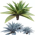 Stunning Green and Blue Agave Plants with Thick Succulent Leaves and Lush Foliage