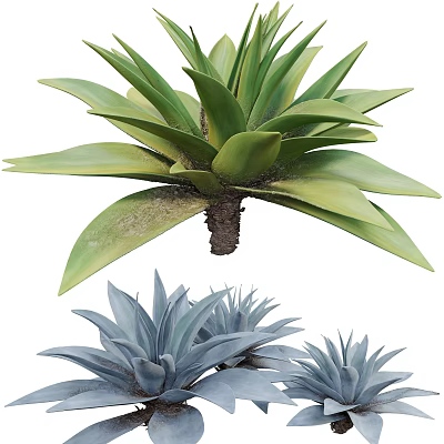 Stunning Green and Blue Agave Plants with Thick Succulent Leaves and Lush Foliage 3d model