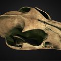 Modern Skull Leopard Skull 3d model